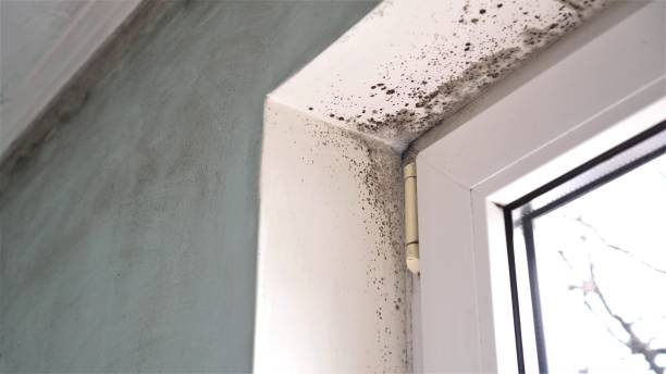 Best Commercial Mold Inspection  in Fort Wayne, IN